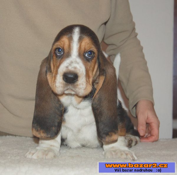 Basset hound - krásný pejsek