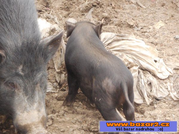 Prodám vietnamská selata