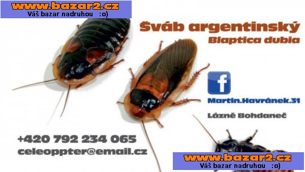Šváb argentinský - Blaptica dubia - jakekoli velikosti