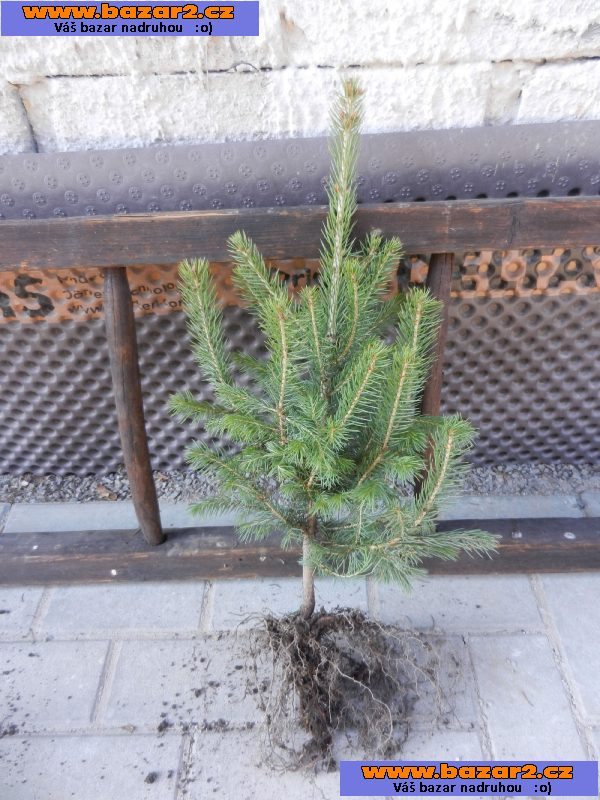 Smrk pichlavý stříbrný - Picea pungens glauca – sazenice