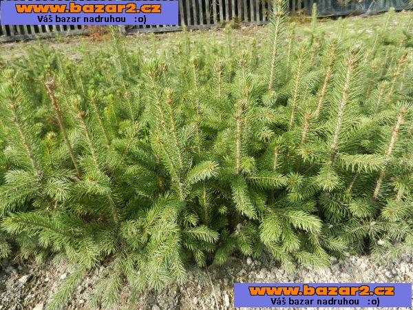 Smrk pichlavý stříbrný - Picea pungens glauca – sazenice