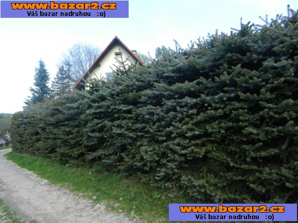 Smrk pichlavý stříbrný - Picea pungens glauca – sazenice