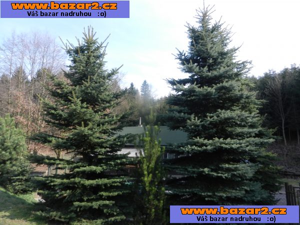 Smrk pichlavý stříbrný - Picea pungens glauca – sazenice