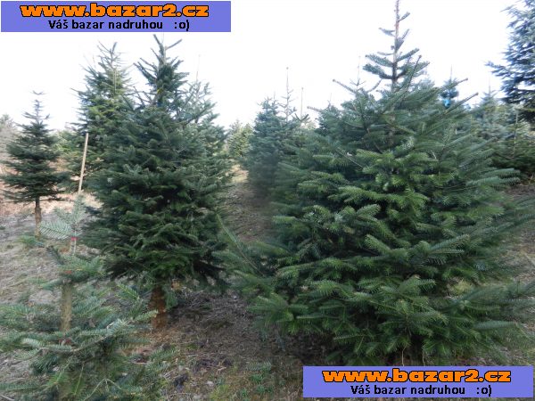 Jedle kavkazská - Abies nordmanniana – sazenice