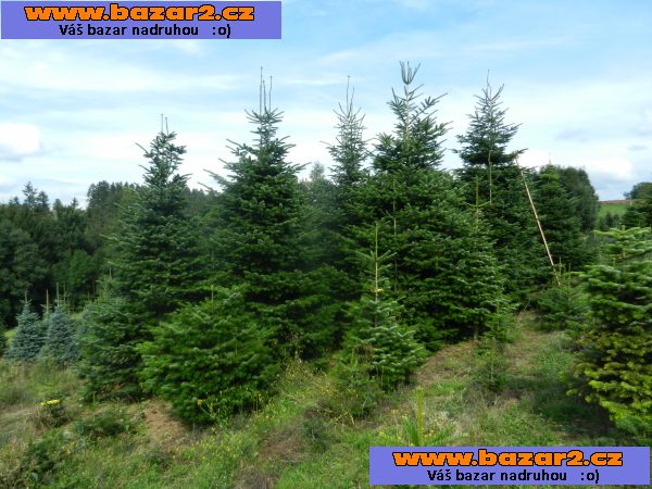 Jedle kavkazská - Abies nordmanniana – sazenice