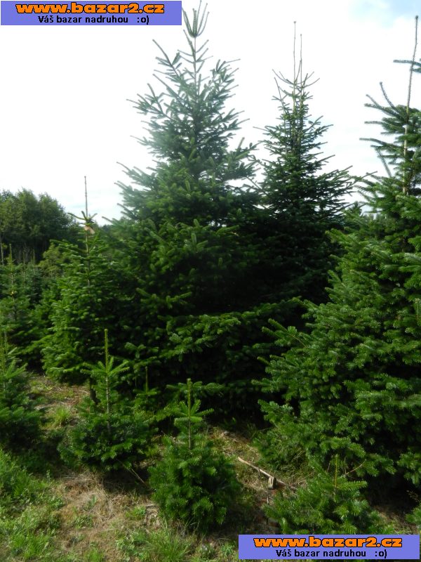 Jedle kavkazská - Abies nordmanniana – sazenice