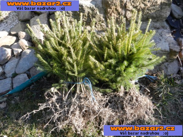 Smrk ztepilý - Picea abies – sazenice