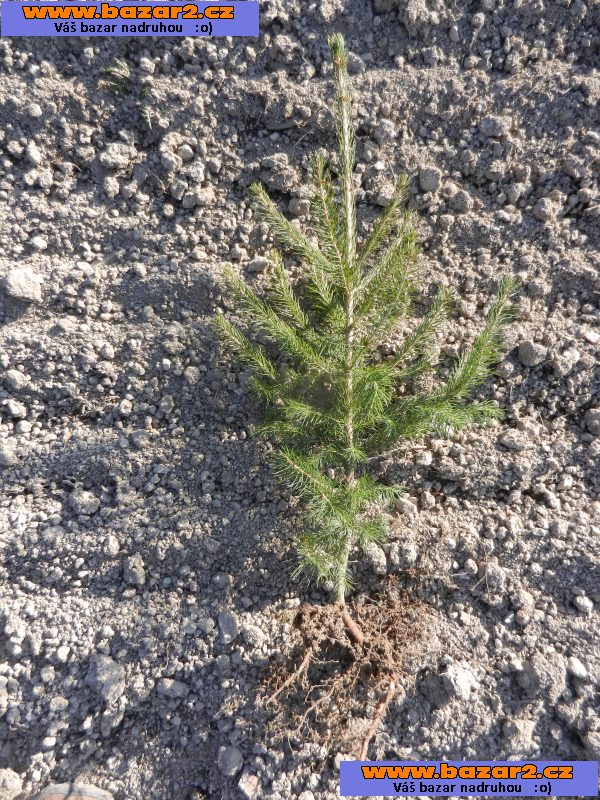 Smrk ztepilý - Picea abies – sazenice