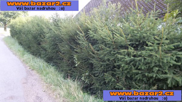Smrk ztepilý - Picea abies – sazenice