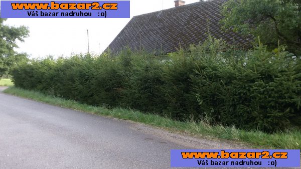 Smrk ztepilý - Picea abies – sazenice