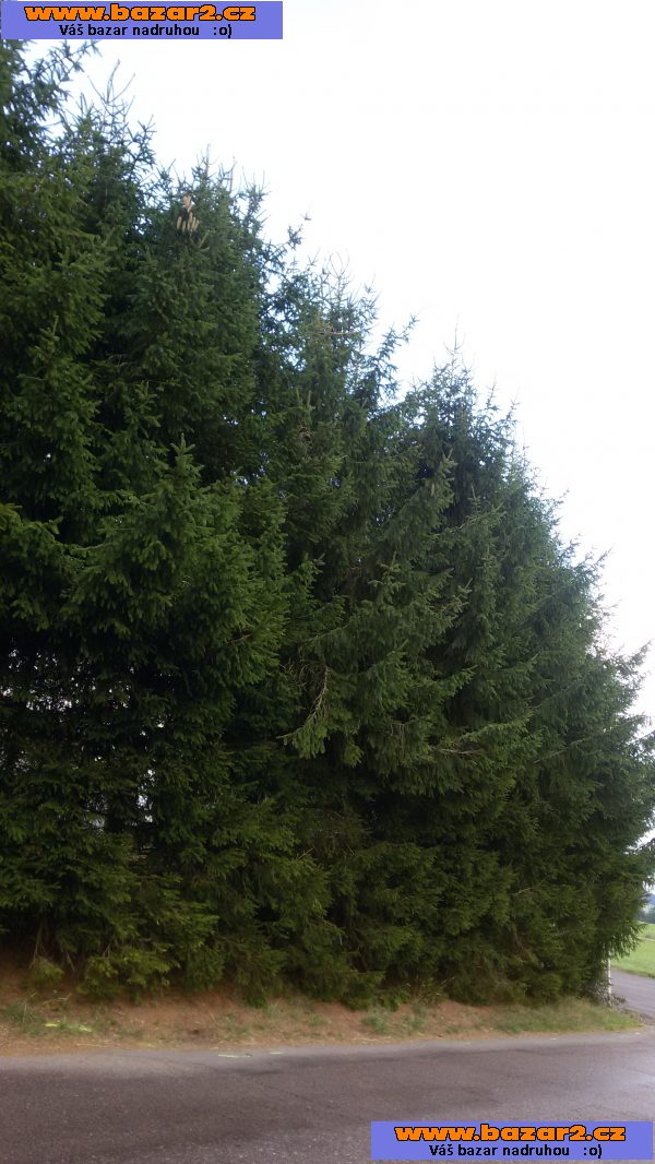 Smrk ztepilý - Picea abies – sazenice