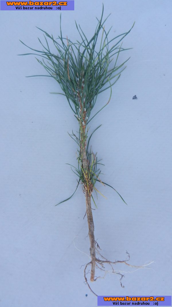 Borovice černá - Pinus nigra - sazenice 