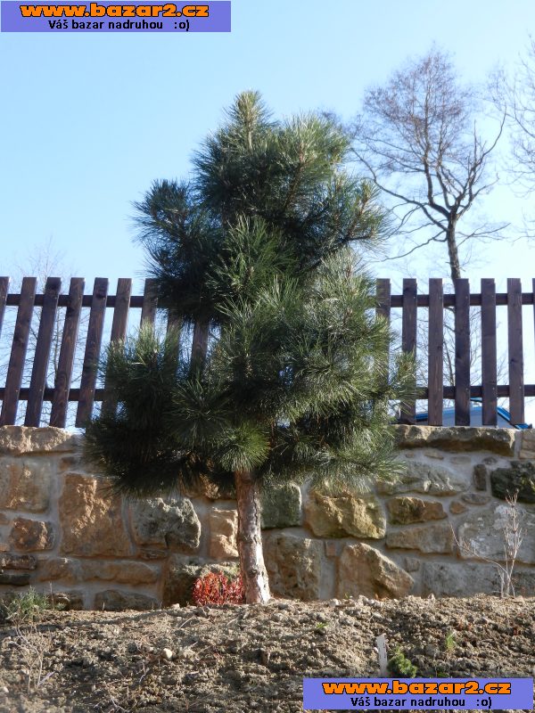 Borovice černá - Pinus nigra - sazenice 