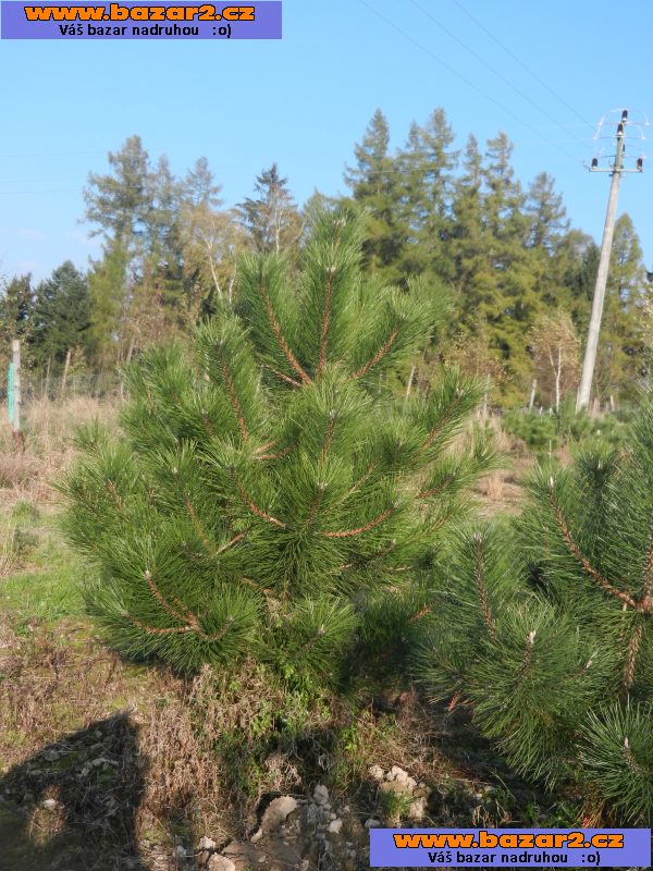 Borovice černá - Pinus nigra - sazenice 