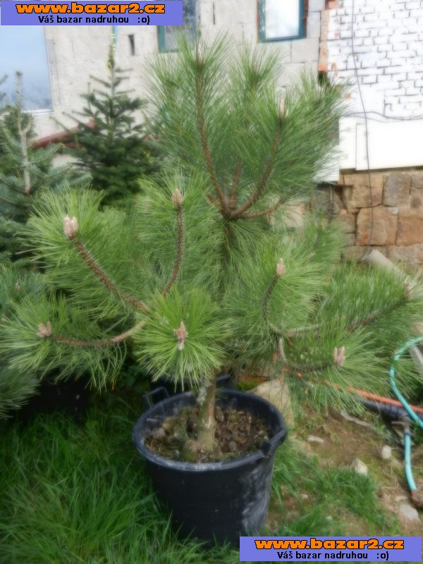 Borovice černá - Pinus nigra - sazenice 