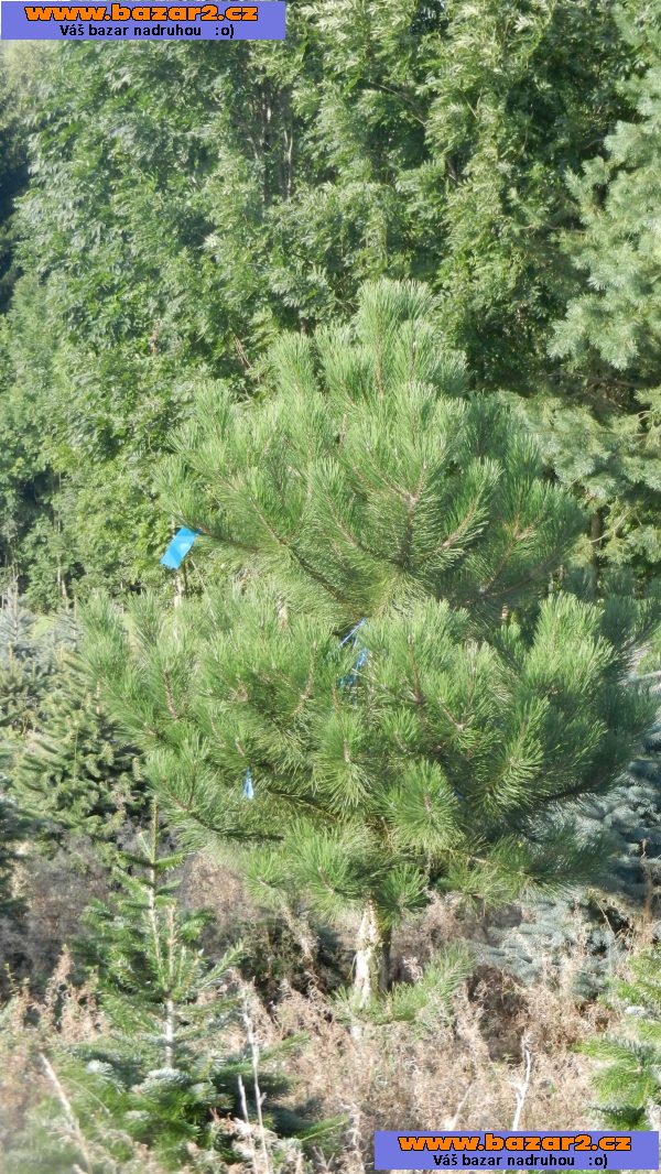 Borovice černá - Pinus nigra - sazenice 