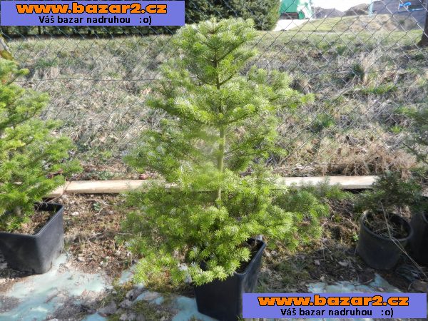 Jedle korejská - Abies koreana