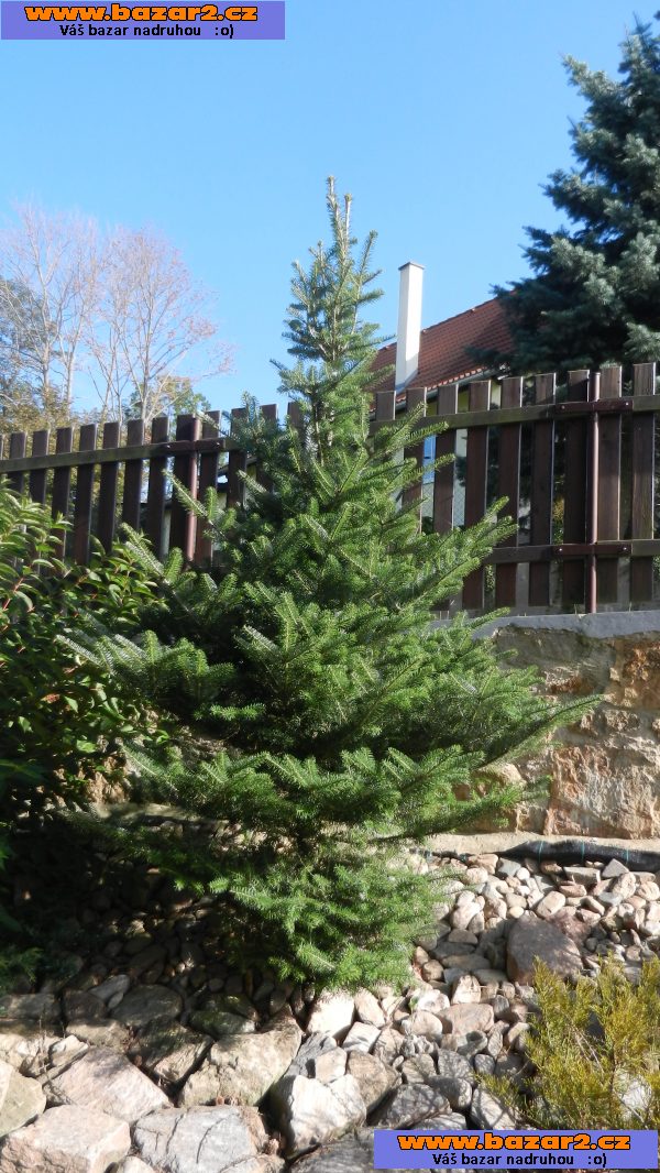 Jedle korejská - Abies koreana