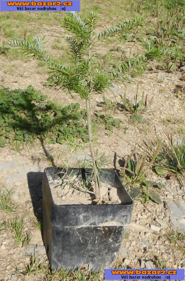 Jedle korejská - Abies koreana