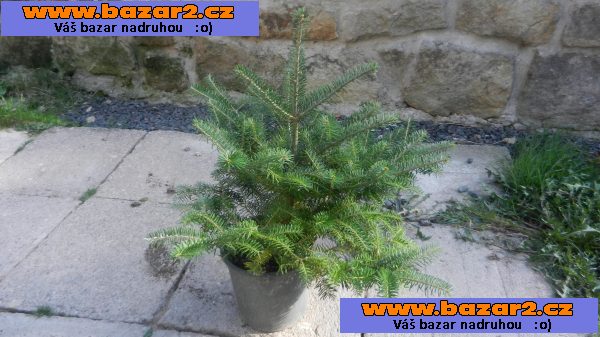 Jedle korejská - Abies koreana
