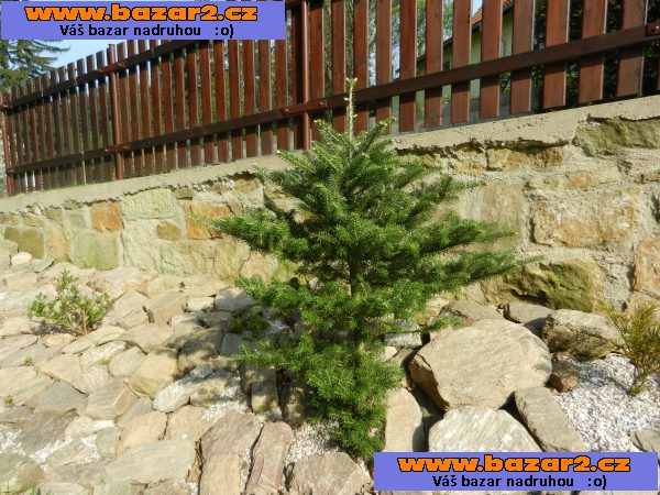 Jedle korejská - Abies koreana