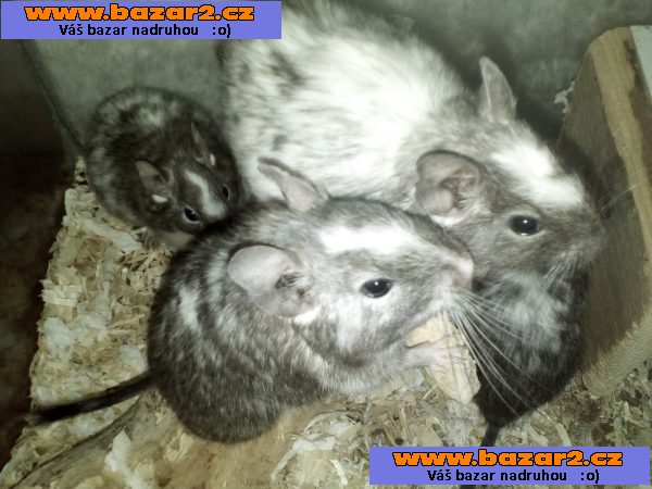 Osmak degu