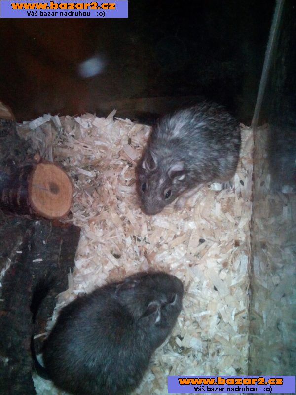 Osmak degu