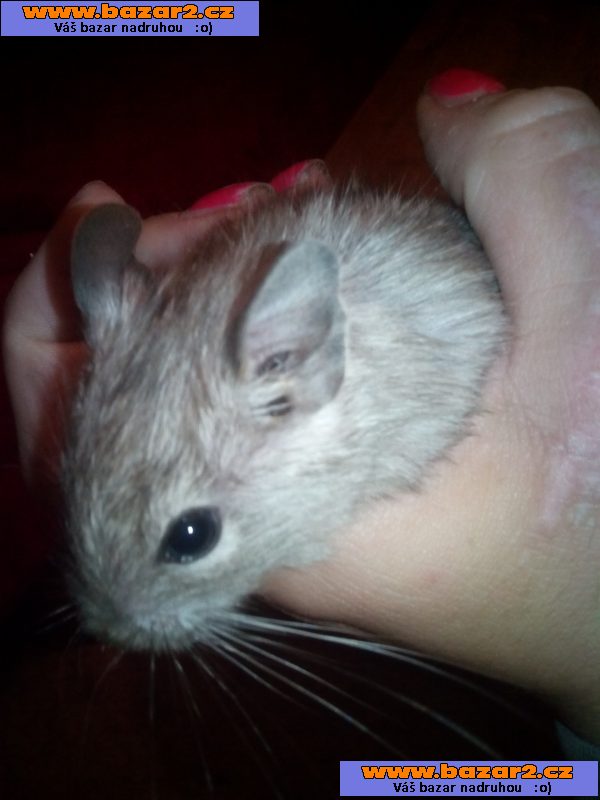Osmak degu