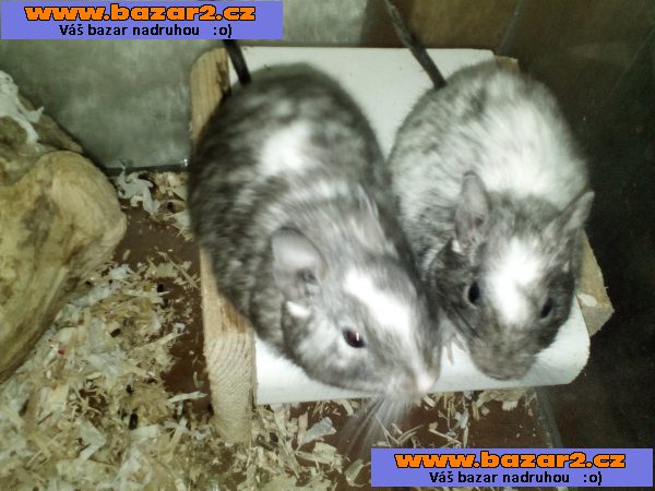 Osmak degu