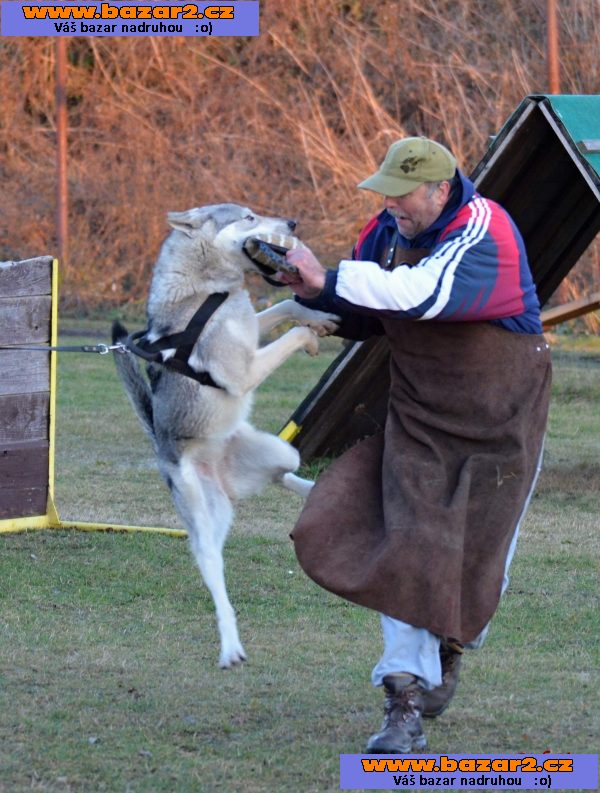 Československý vlčák chov.stanice SERIGALA  vrh B