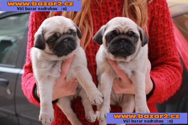 Predáme šteniatka - Mops 