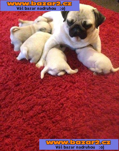 Predáme šteniatka - Mops 