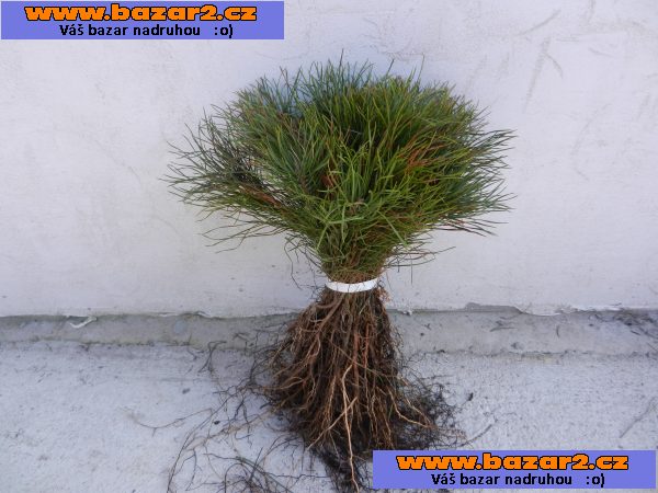 Borovice lesní - Pinus sylvestris- sazenice
