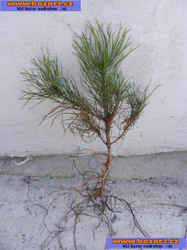 Borovice lesní - Pinus sylvestris- sazenice