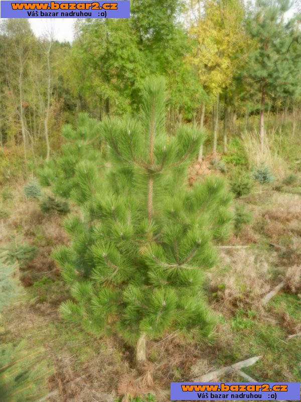 Borovice lesní - Pinus sylvestris- sazenice