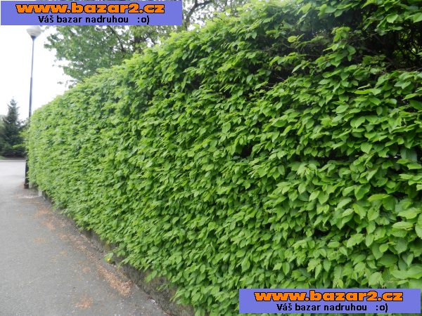 Habr obecný - Carpinus betulus - sazenice