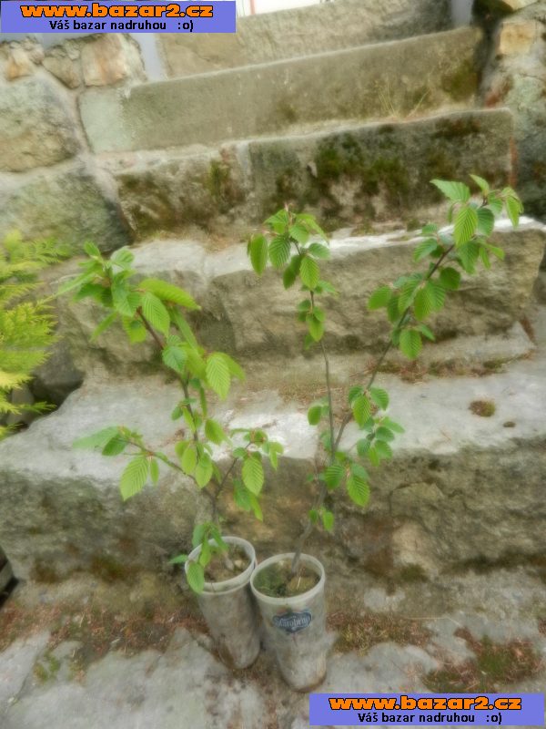 Habr obecný - Carpinus betulus - sazenice