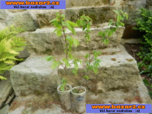 Habr obecný - Carpinus betulus - sazenice