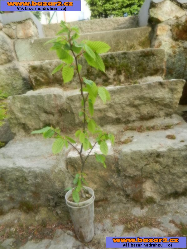 Habr obecný - Carpinus betulus - sazenice