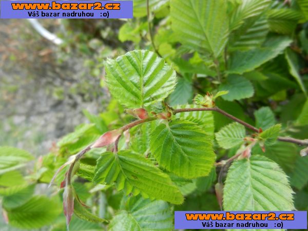 Habr obecný - Carpinus betulus - sazenice