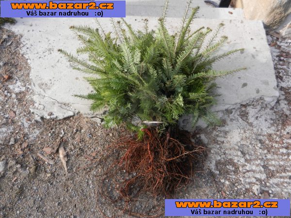 Jedle bělokorá – Abies alba Mill. - sazenice