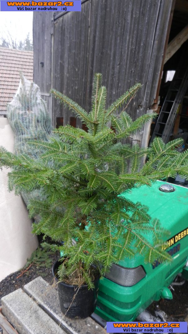 Jedle bělokorá – Abies alba Mill. - sazenice