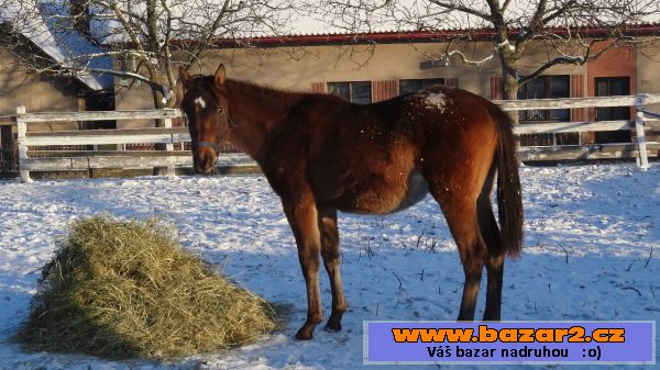 Teplokrevné klisny 17 let a 2 roky