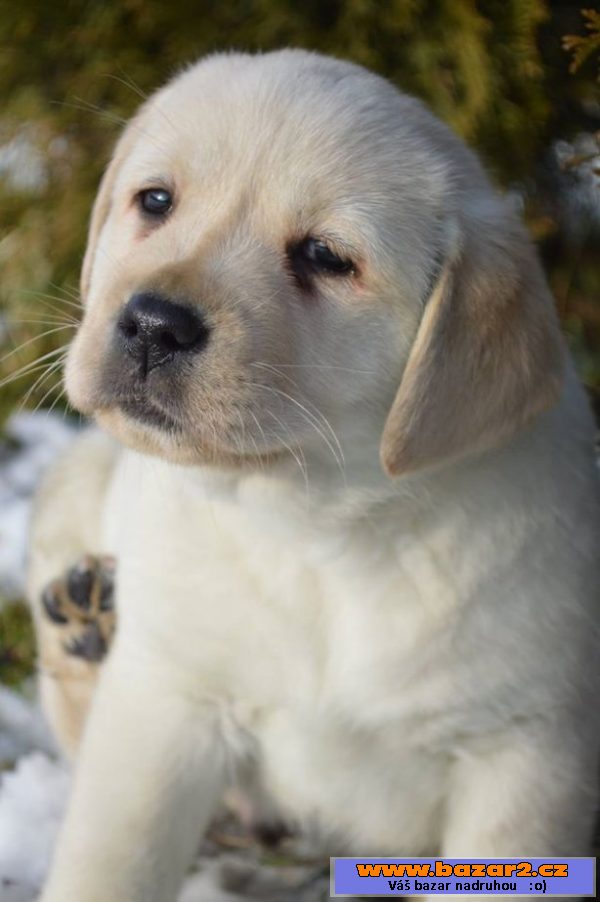 Labrador s PP-žlutá štěňátka s PP