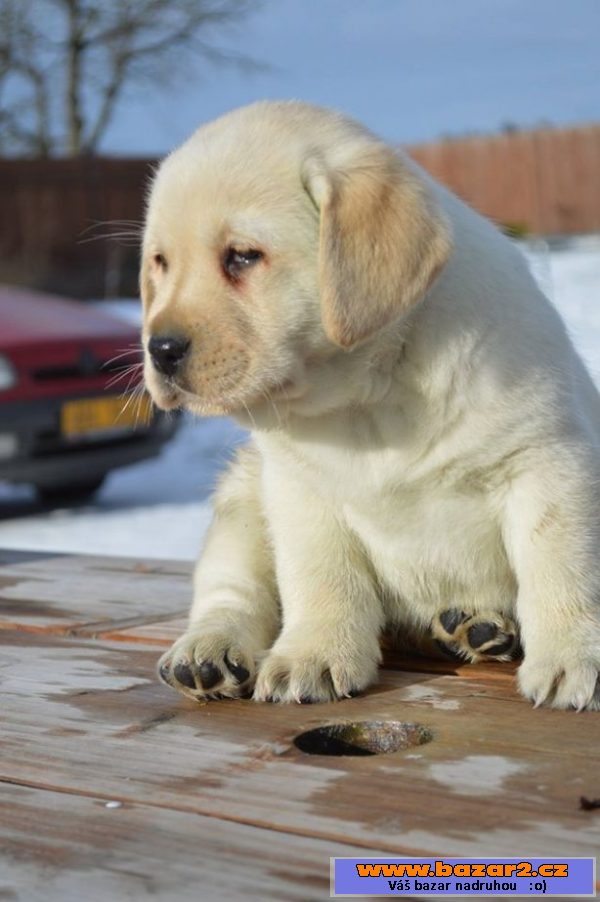 Labrador s PP-žlutá štěňátka s PP