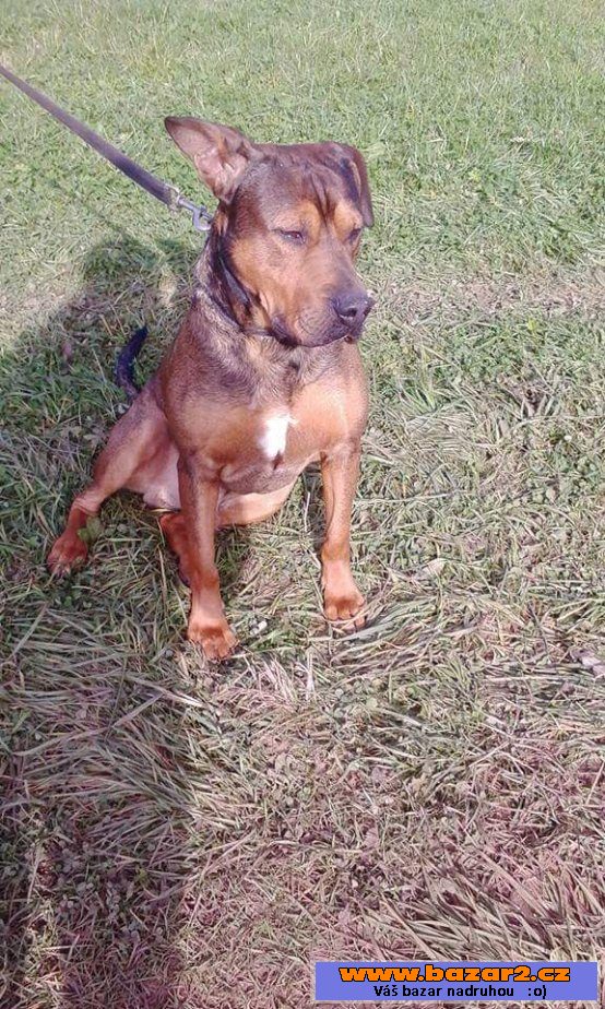 Beny - Bull x Labrador - mladý pes