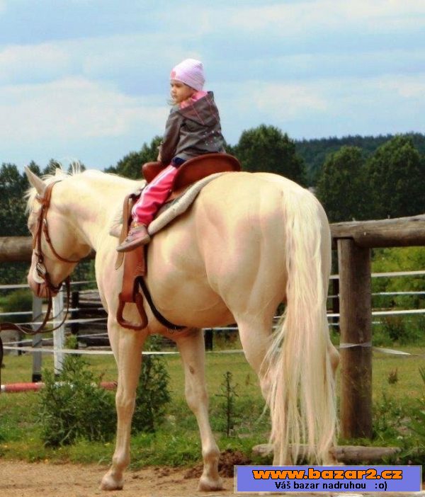 Cremello plemenný hřebec QH