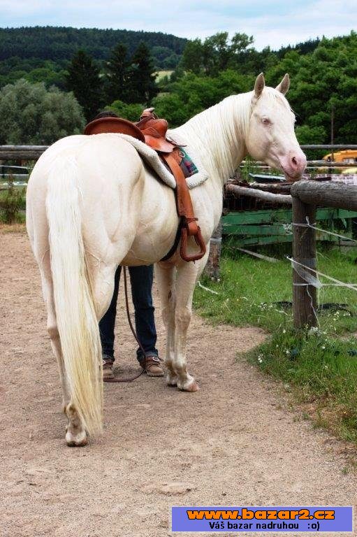 Cremello plemenný hřebec QH