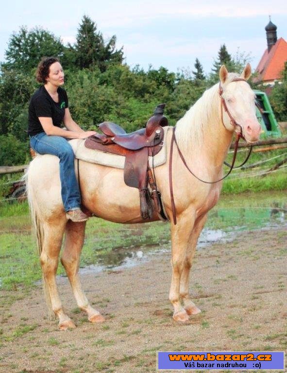 Cremello plemenný hřebec QH