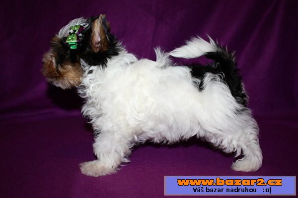 Biewer yorkshire terrier s PP